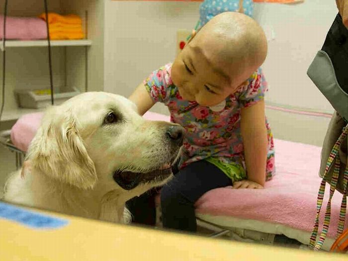 病室で子どもと触れあう静岡県立こども病院のファシリティードッグ「ヨギ」（シャイン・オン・キッズ提供）