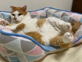 生き埋めにされていた赤ちゃん猫も、今や兄弟ともども21歳！　茶白猫「だい」
