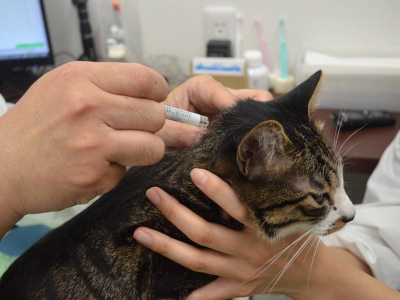 愛猫の定期的な健康診断 してますか 初心者猫オーナーがドキドキ初体験 犬 猫との幸せな暮らしのためのペット情報サイト Sippo