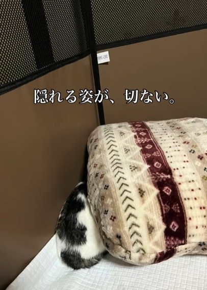 隠れる姿が切なかったが…（えみさん提供、Instagramよりキャプチャ撮影）