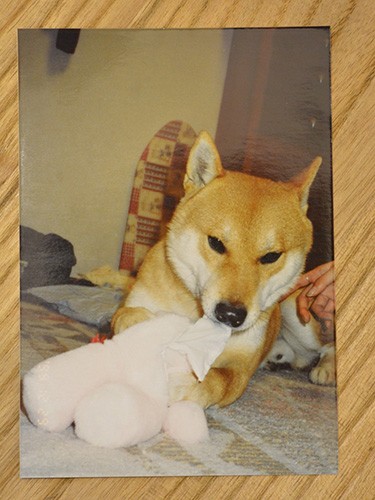 クロコの前に宏美さんが飼っていたマジ。ある寮で放置されていたので近隣の人とお世話をはじめ、水害を機に保護。それから11年共に過ごした。「マジがいたから両親の死も乗り越えられた、出会いに感謝です」（宏美さん提供）