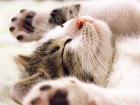 ネコが集まり踊った場所？！「踊場駅」を飾るネコ写真を募集