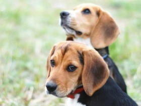 事故でペットを死なせた…　慰謝料は増加傾向