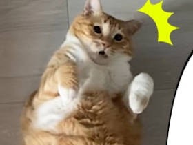 お太りさま猫「ぐっぴー」vs心配性の飼い主　それは病気か、それともただの横着か？