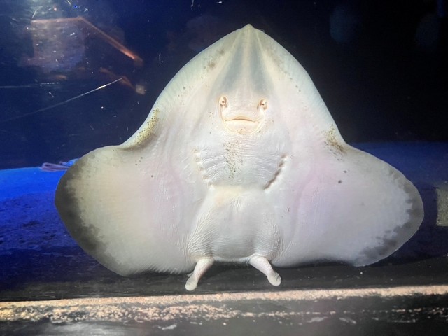 ザラカスベ見事な着地写真