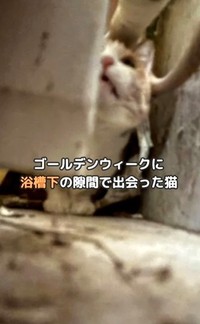 浴槽裏側の隙間に猫が隠れていたところを発見（「もふっこひだ」さん提供、Instagramよりキャプチャ撮影）