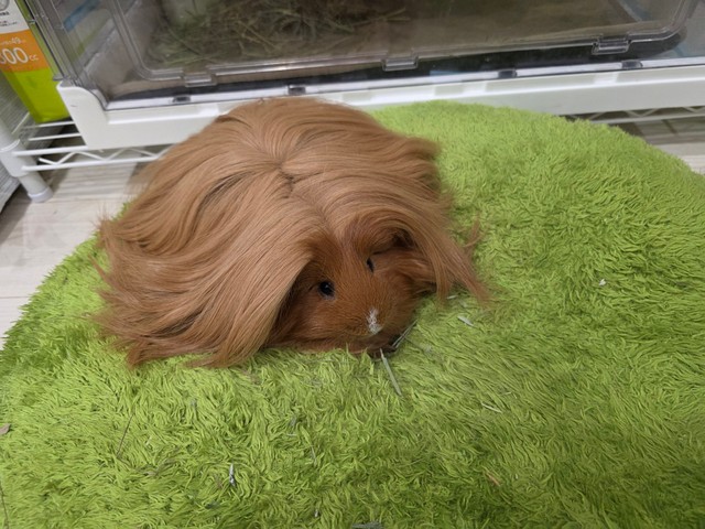 ペルビアンモルモットの“ディカプリオ”くん／はるこっこさん（@inin87c）提供