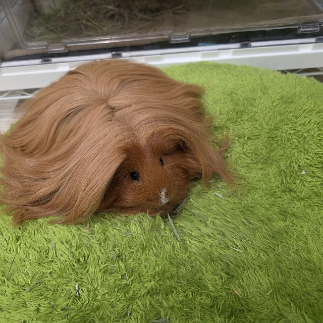 ペルビアンモルモットの“ディカプリオ”くん／はるこっこさん（@inin87c）提供