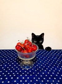 当然の如くさくらんぼも狙うやまとちゃん（提供：yamato houseさん）