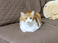 4歳、ソファ上で香箱座りしながらこちらを見つめる.ビスケットくん（画像提供：ソックスとビスケットさん）