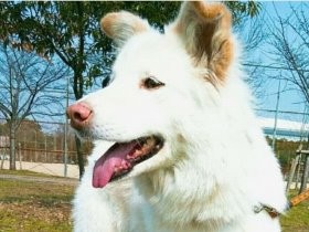 「世界に１匹だけの犬」　雑種の子犬にこみ上げてきた愛おしさ