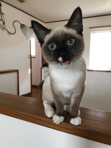 「ねえねえ！僕このおうち気にいったよ」。鼻下の白い模様とソックスが特徴のハルノ君（真弓さん提供）