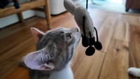 ぬいぐるみのニオイを確かめて獲物をチェックします（提供：おかゆ生活さん）