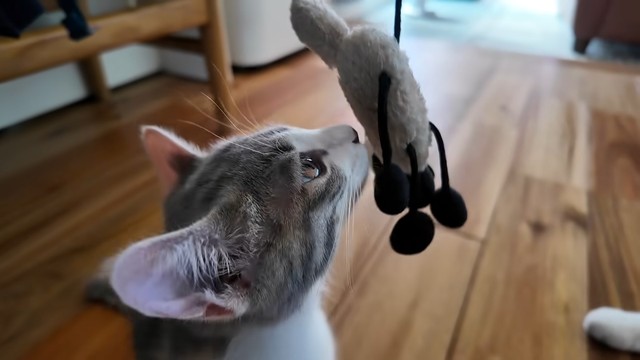 ぬいぐるみのニオイを確かめて獲物をチェックします（提供：おかゆ生活さん）