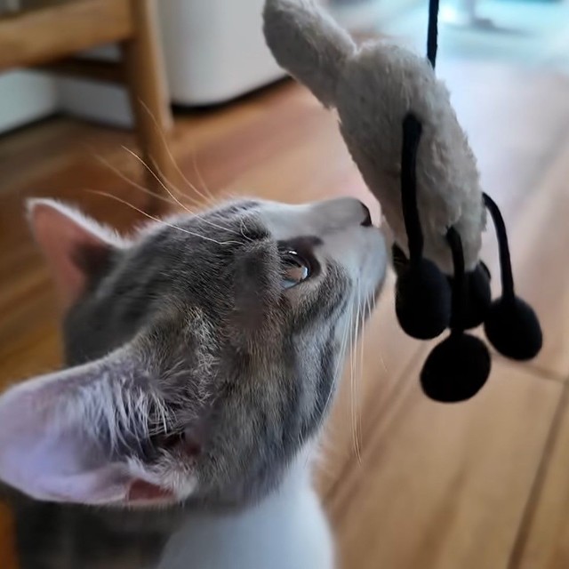 ぬいぐるみのニオイを確かめて獲物をチェックします（提供：おかゆ生活さん）