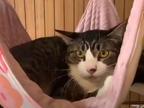 sippoオンライン譲渡会　出会いを待っている15匹の猫たち