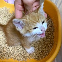 子猫時代、トイレに入る幸ちゃん（画像提供：幸(ゆき)日和さん）