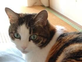 寝ている飼い主を踏んづけて移動　見つかって気まずそうにする雑種猫「ヨーコ」