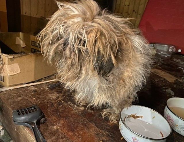 散歩に連れて行かずふん尿の上で6年間、餌をもらっていただけだったというネグレクト犬を保護（「動物愛護ボランティアあめねこ」さん提供、Instagramよりキャプチャ撮影）