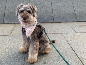 教育を受けたことがない元繁殖犬　飼い主と一緒にしつけトレーニング、共に大きく成長