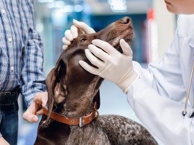 山根義久記事 | 「犬や猫ともっと幸せに」をコンセプトにしたWEB