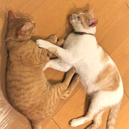 仲良し在宅テレワーク組のきなりとちくわ（しまや出版提供）