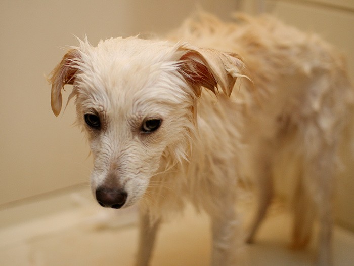 洗うときは不幸のどん底にいる顔になる