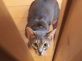 出たいと思って待ってたの　お風呂大好きアビシニアン「ちゃい」