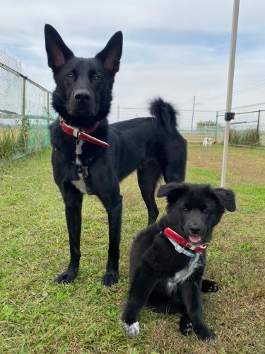 散歩をしていると、「親子？」と聞かれることもあるそう。「僕ら、きょうだいのような、親友のようなステキな仲だよ」（泉美さん提供）