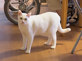 保護犬がもたらす　温もりある暮らし