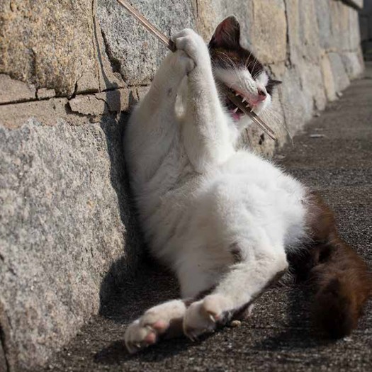 歯を磨いているわけではにゃい（沖昌之 / 辰巳出版）