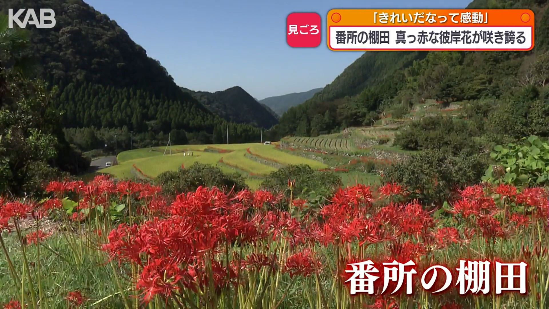 黄金色の稲穂と真っ赤な彼岸花 山鹿市菊鹿町“番所の棚田”で見頃を 黄金色の稲穂と真っ赤な彼岸花 山鹿市菊鹿町“番所の棚田”で見頃を