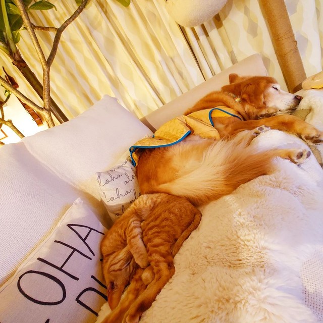 ゴールデンレトリバーのリノちゃんとプアちゃん。名付けてゴールデンコンビ！？