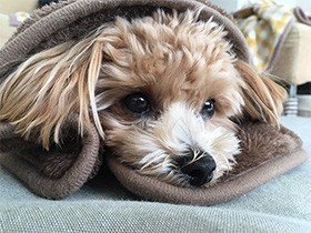 フラフープくぐりは、まかせて　しっぽがふわサラな犬「ロン」