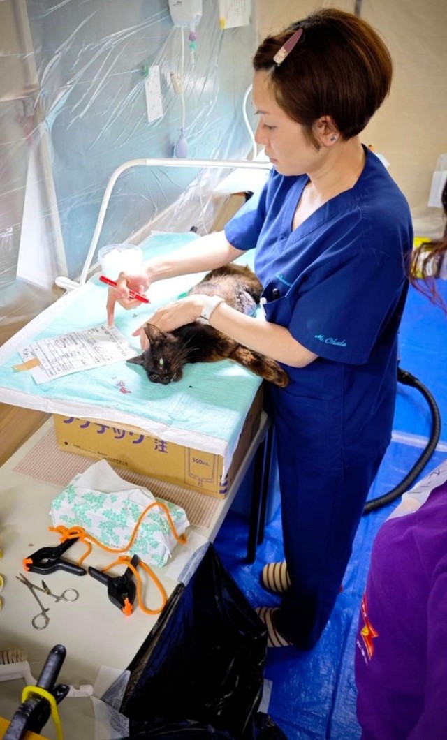 TNRののいちアニマルクリニックの獣医師が手術中（「ののいち にゃんこのおうち」さん提供）