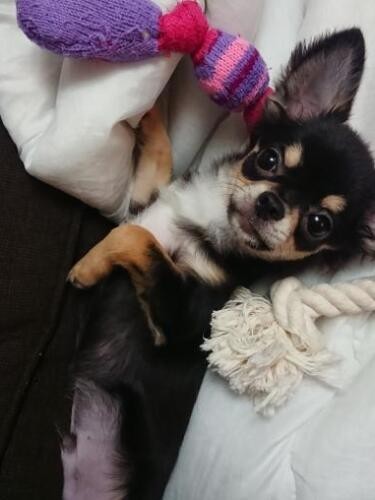 家にきたころの「ソラ」