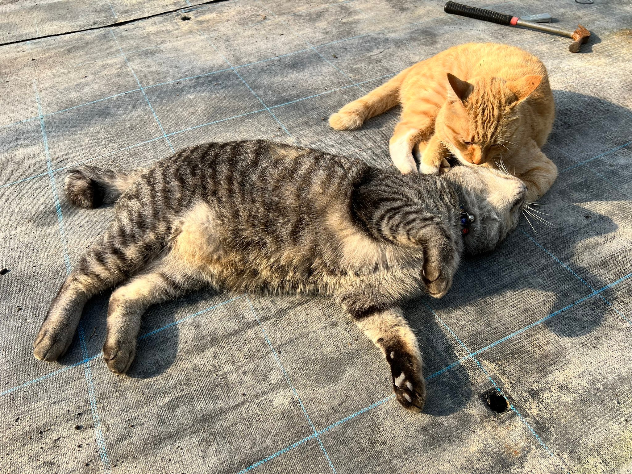 寒い朝は「猫暖」…コートの中で猫がぬくぬくカイロに変身