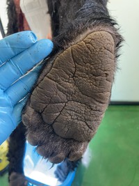 一方、足はこんな感じ。足よりも手の方が大きいそう。