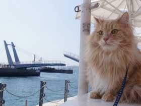 段ボール箱で秘密基地を作っちゃう　ミックス猫の「福」