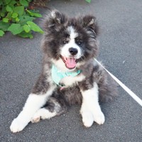 散歩中、ぺたんと座り込むいぬくん（画像提供：@i_n_u_k_u_n）