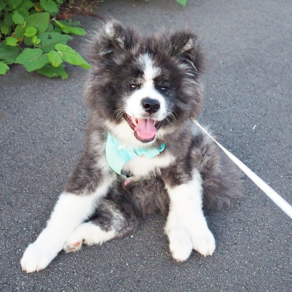 散歩中、ぺたんと座り込むいぬくん（画像提供：@i_n_u_k_u_n）