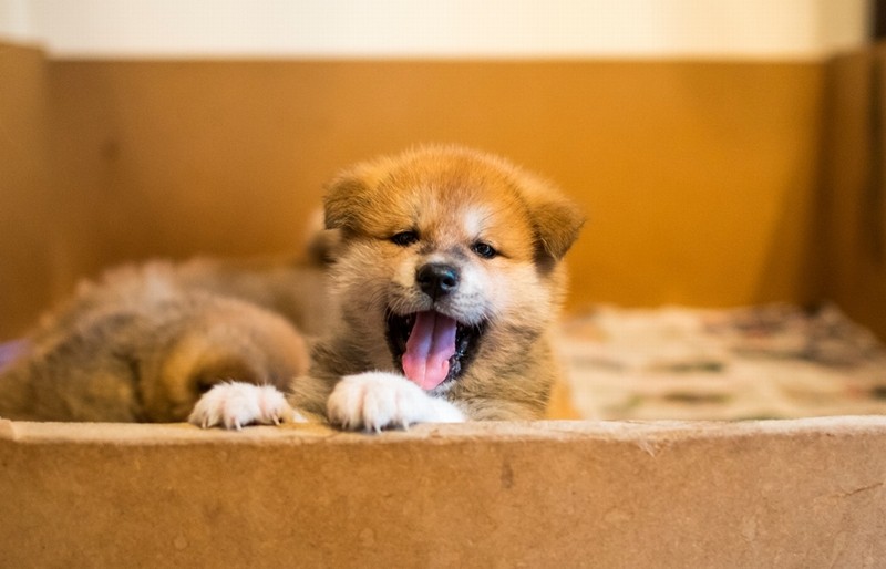 生後５週目。『秋田犬のおやこ』より　（酒巻洋子　写真・文　/ 翔泳社 )