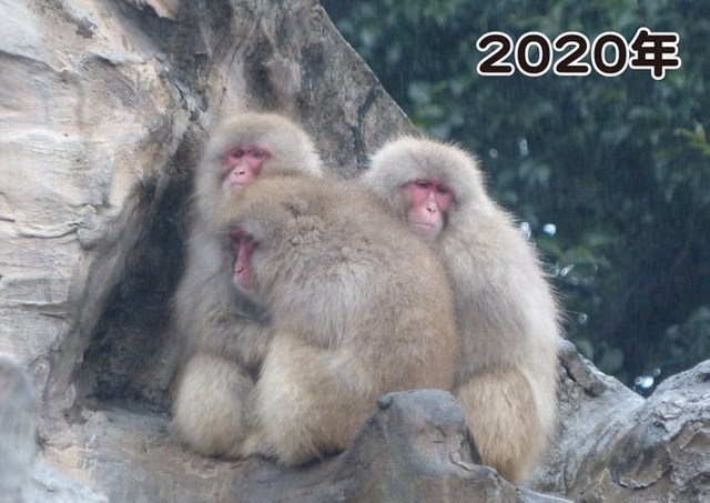２０２０年のサル団子は少し寒い朝でも３頭…特に寒かった２０１４年は？（公財・東京動物園協会提供）