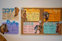 取材時は6匹のヒマラヤマーモットがカフェデビュー