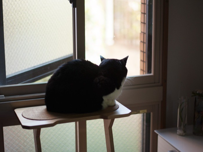 「俺は一生元野良なのか……」（小林写函撮影）