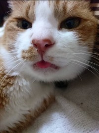 上浦さんが最初に保護した猫「こてつ」（2019年に他界）