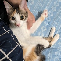大きな瞳が愛らしい三美ちゃん（画像提供：三美お嬢様はお猫様さん）