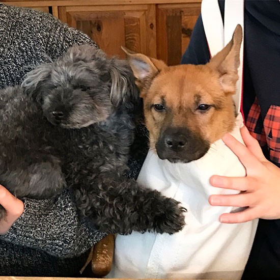 トイプードルと初対面。心を無にしてマトリョーシカ状態