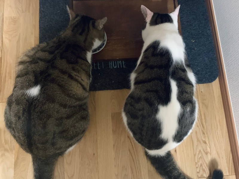 浦太郎（左）は痩せた体が戻り、今は桃太郎を超えました（うえみさん提供）