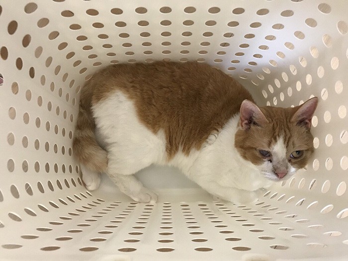 これがぴったりサイズなの